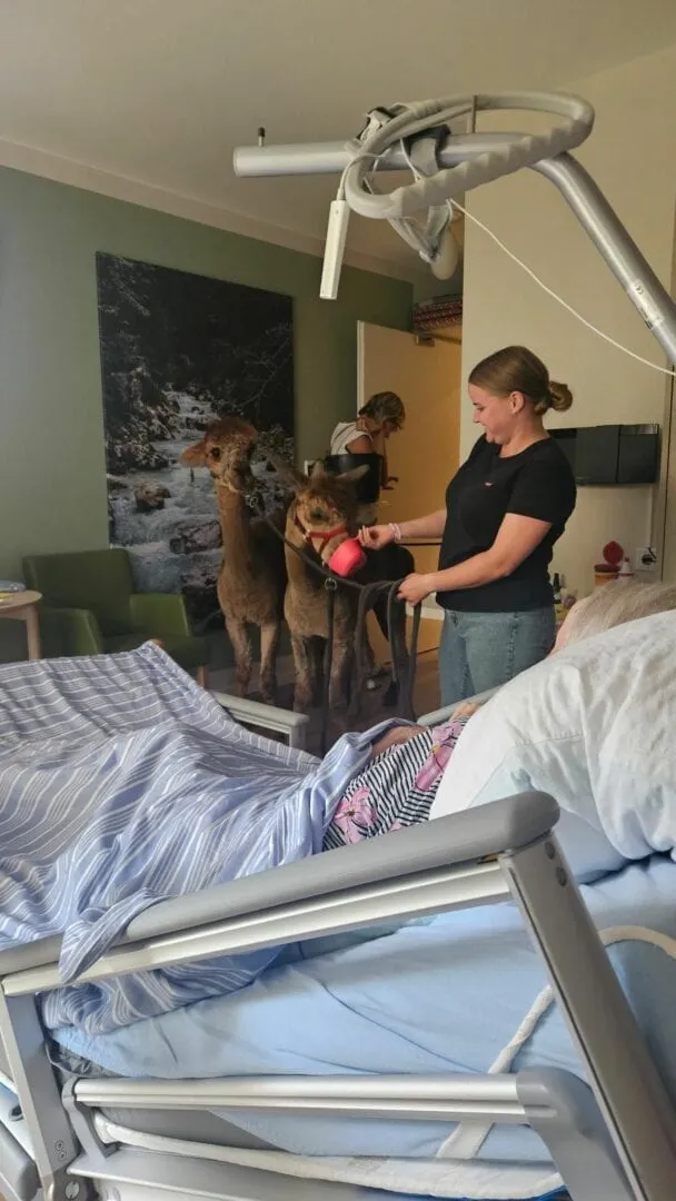 Ein Alpaka besucht ein Gästezimmer im Hospiz St. Martin